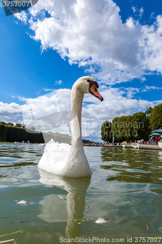 Image of Mute Swan on a lake