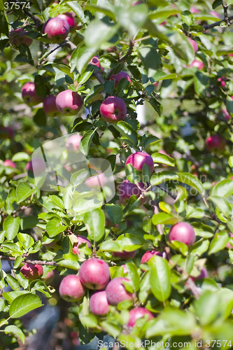 Image of apple tree