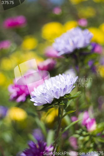 Image of blooming chrysanthemums