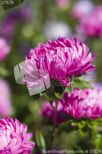 Image of blooming purple chrysanthemums