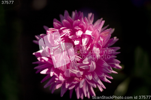Image of single chrysanthemum
