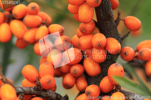 Image of sea buckthorn plant