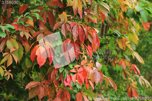 Image of color autumn plant 
