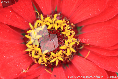 Image of detail of red flower