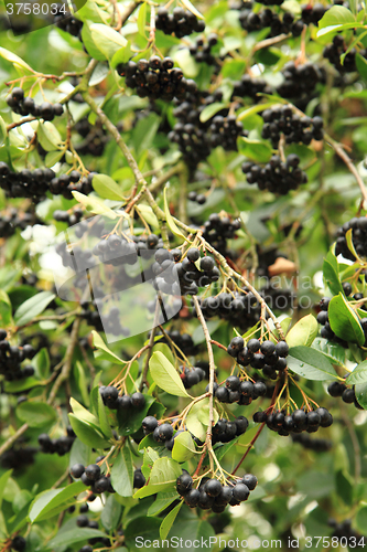 Image of black rowan fruits