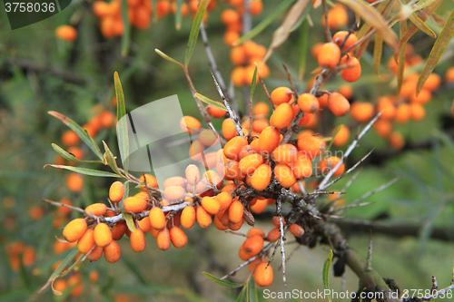 Image of sea buckthorn plant