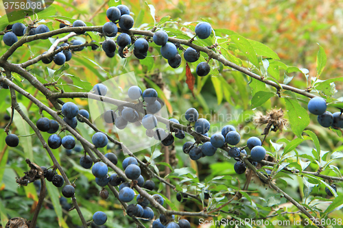 Image of wild blackthorn fruits