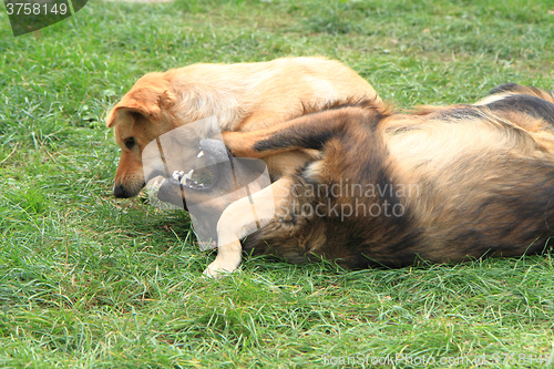 Image of dog fight in the grass
