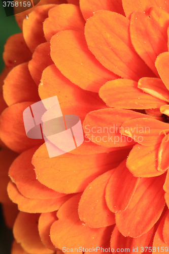 Image of detail of orange flower