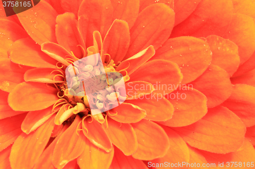 Image of detail of orange flower