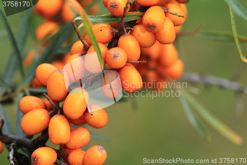 Image of sea buckthorn plant