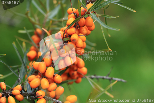 Image of sea buckthorn plant