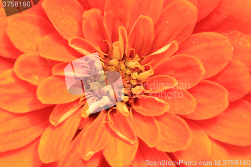 Image of detail of orange flower