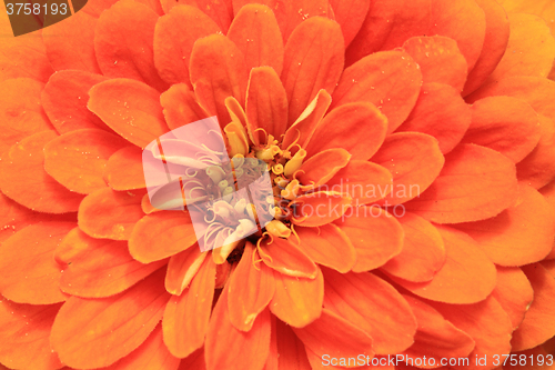 Image of detail of orange flower