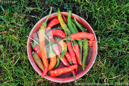 Image of chilli in the grass\r\n