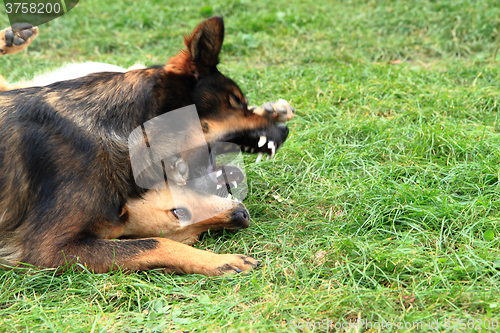 Image of dog fight in the grass