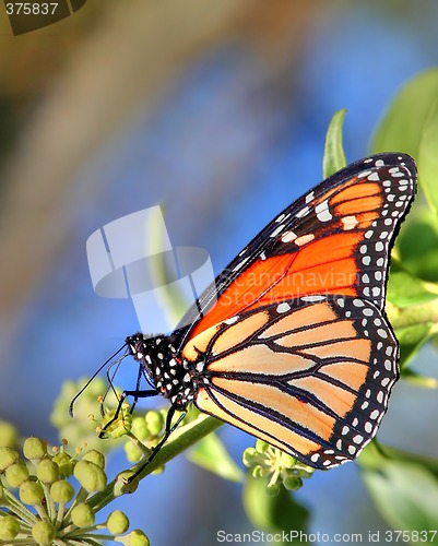 Image of Monarch Butterfly