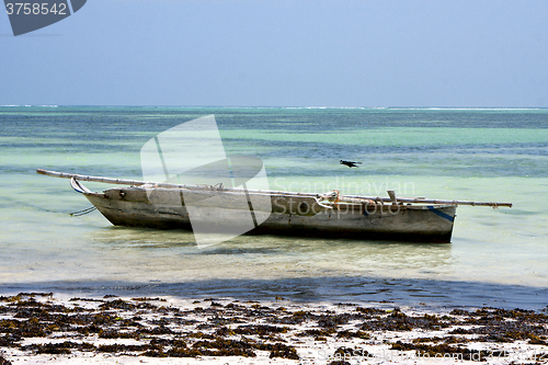 Image of bird in the  blue lagoon relax   boat pirague