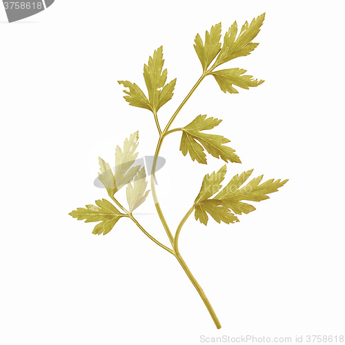Image of Retro looking Parsley aka cilantro isolated