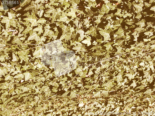 Image of Retro looking Ivy