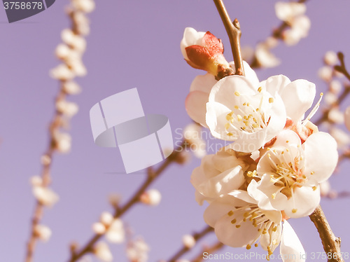 Image of Retro looking Fruit tree flowers