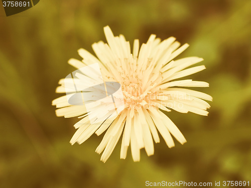 Image of Retro looking Dandelion