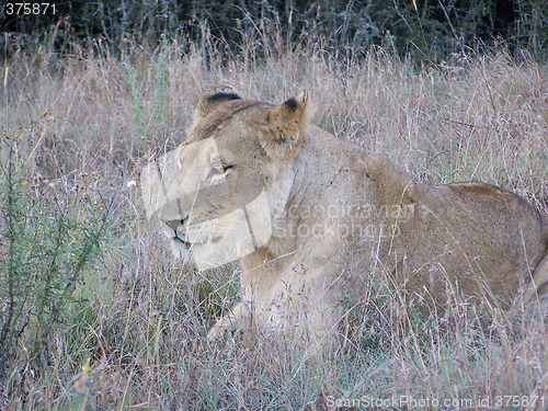 Image of Lion in the grass