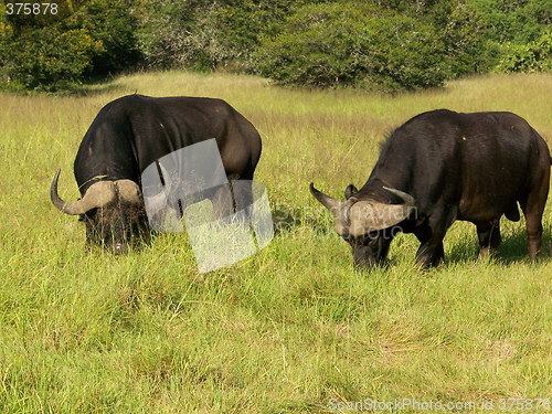 Image of buffalo  grazing