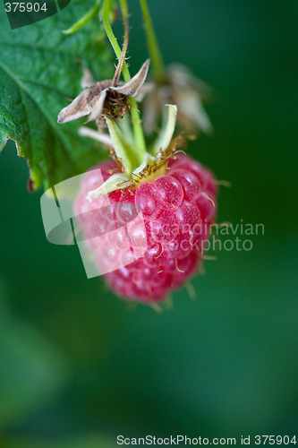 Image of Raspberry macro