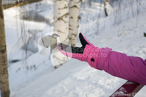 Image of Titmouse