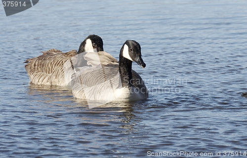 Image of Canadian goose.