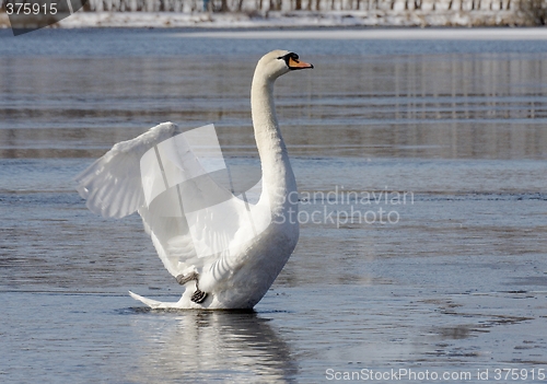 Image of Mute swan.
