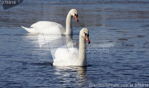 Image of Mute swan.