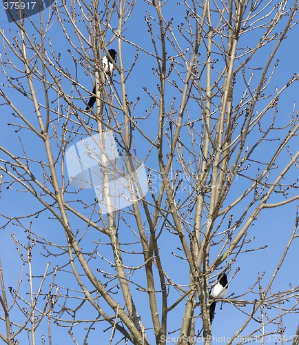 Image of Magpie in the tree.