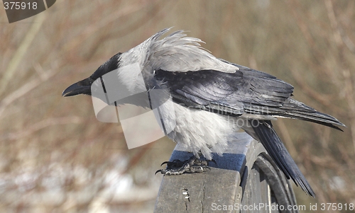 Image of Hooded Crow