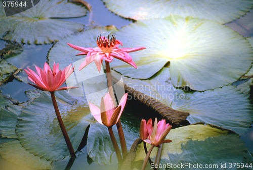 Image of Chinese Lotus