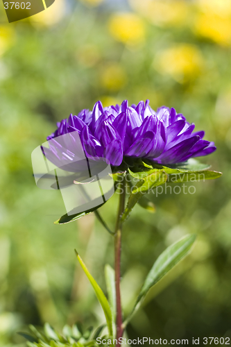 Image of single blue chrysanthemum