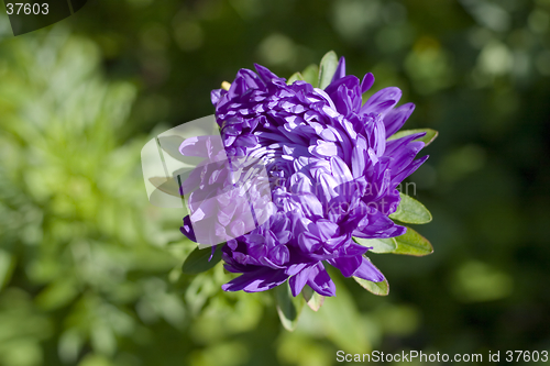 Image of single blue chrysanthemum