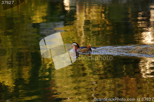 Image of Mandarinduck - Aix galericulata 24.09.2005