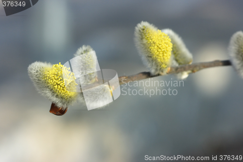 Image of Blooming pussy-willows