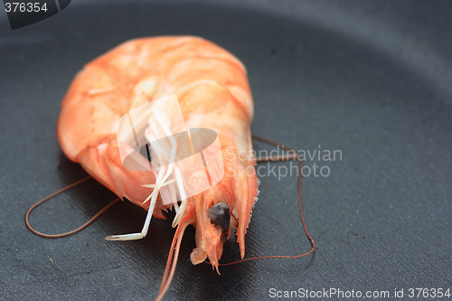 Image of Shrimp on a pan