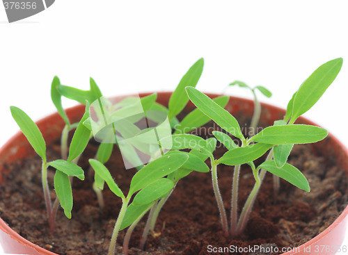 Image of Sprouts