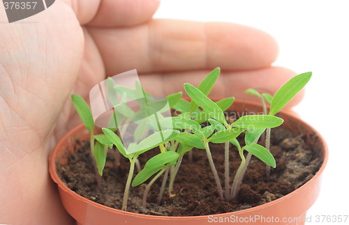 Image of Sprouts protected