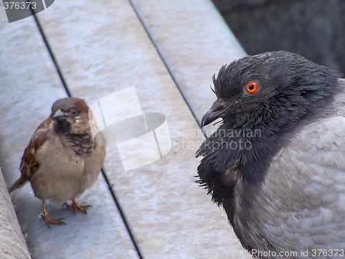 Image of Curious birds