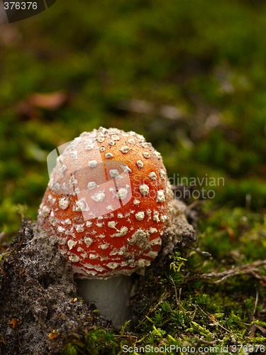 Image of fly agaric