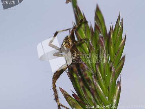 Image of garden spider