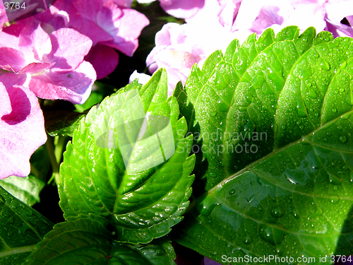 Image of wet hydrangea