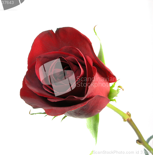 Image of Tight Rose