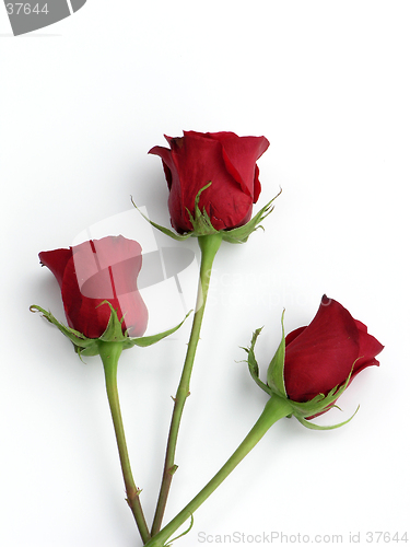 Image of Three Roses