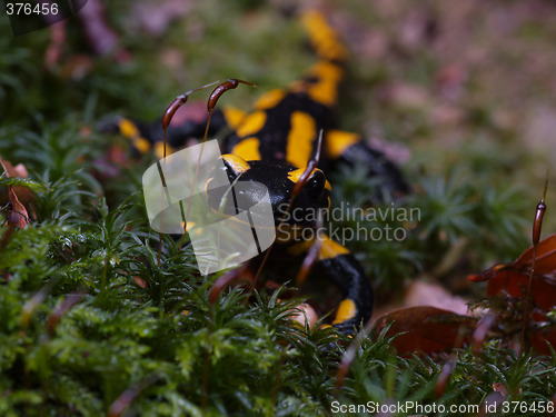 Image of fire salamander